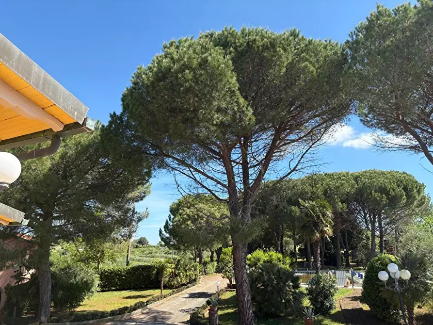 Immagine 6 di Casa colonica in vendita  a Palaia