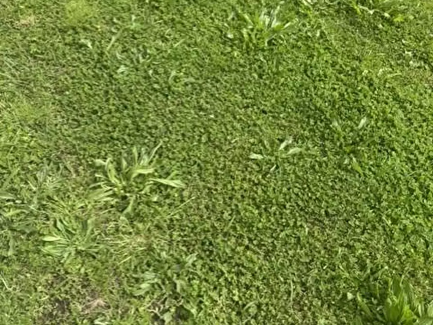 Immagine 26 di Casa bifamiliare in vendita  a San Giuliano Terme