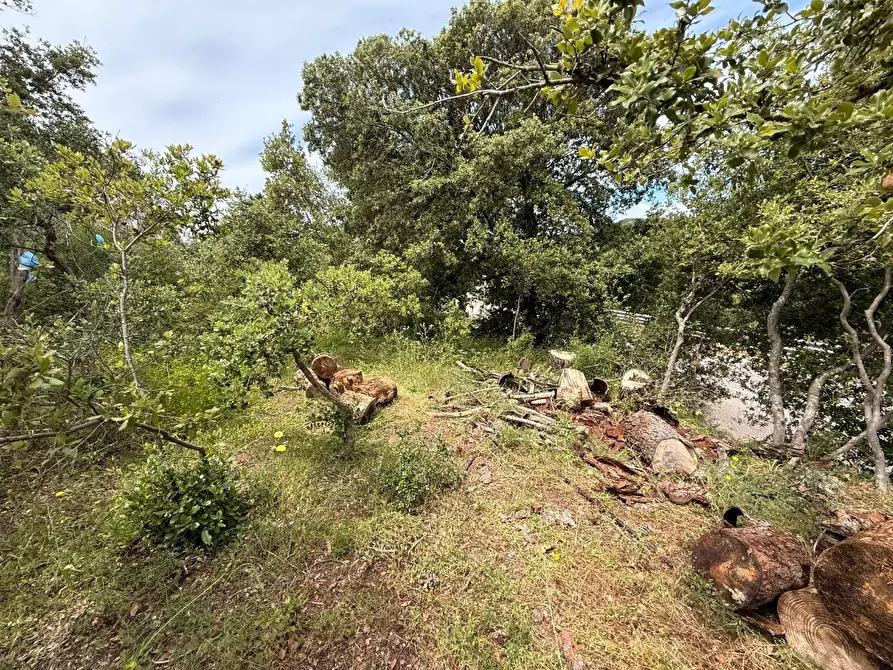 Immagine 19 di Casa indipendente in vendita  a Luogosanto