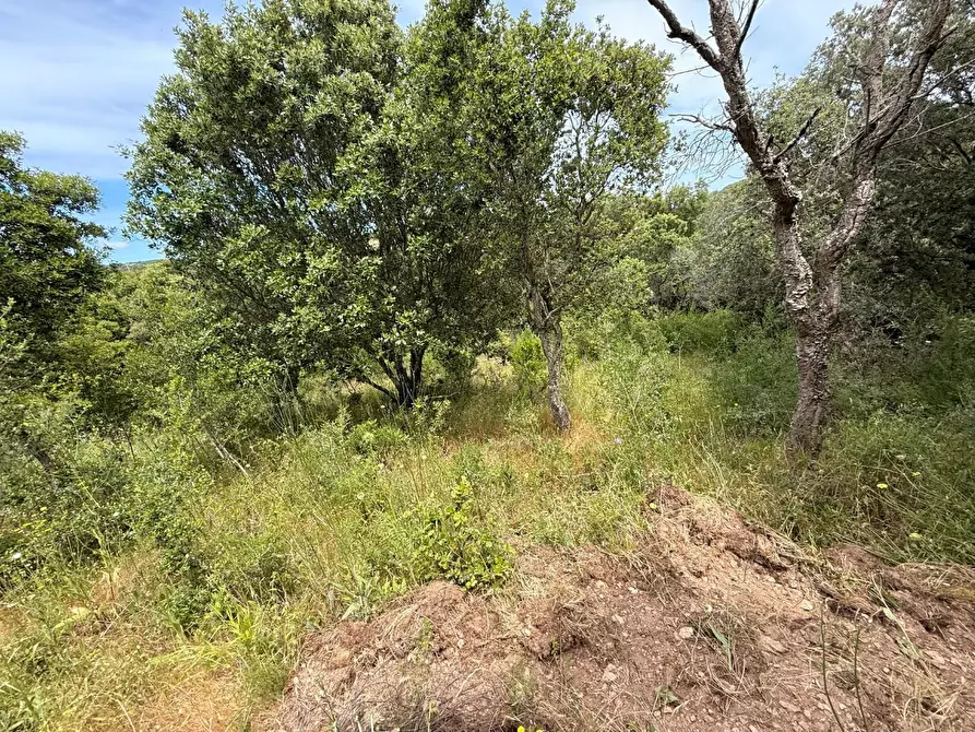 Immagine 23 di Casa indipendente in vendita  a Luogosanto
