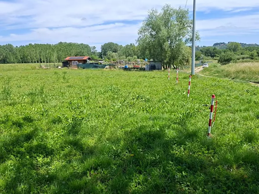 Immagine 4 di Terreno agricolo in vendita  a Capannoli