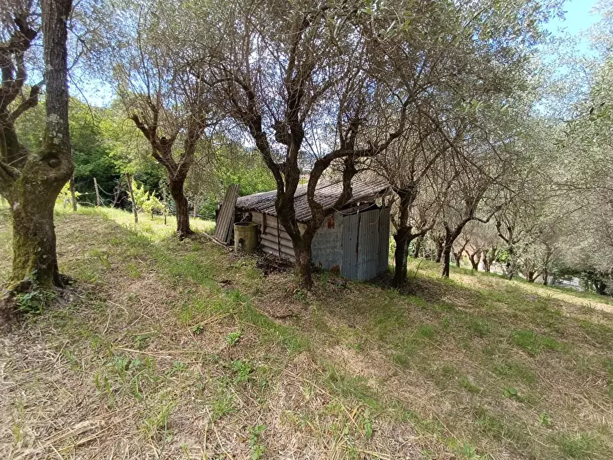 Immagine 9 di Terreno agricolo in vendita  a Carrara