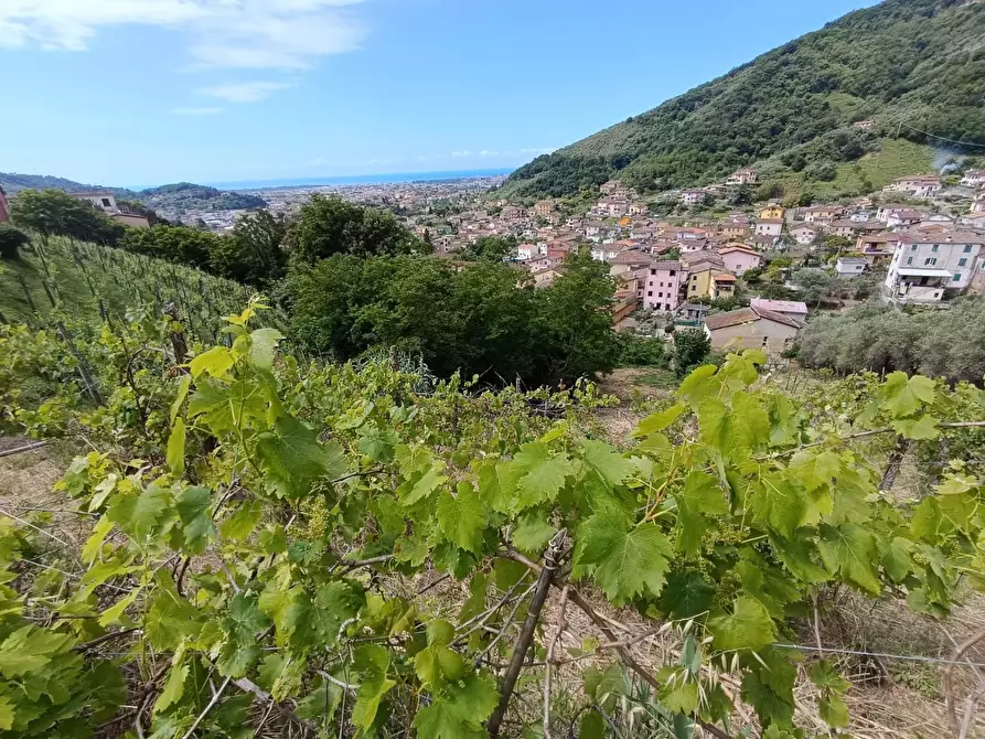 Immagine 17 di Terreno agricolo in vendita  a Carrara
