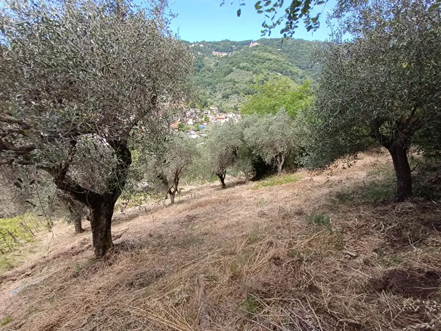 Immagine 14 di Terreno agricolo in vendita  a Carrara