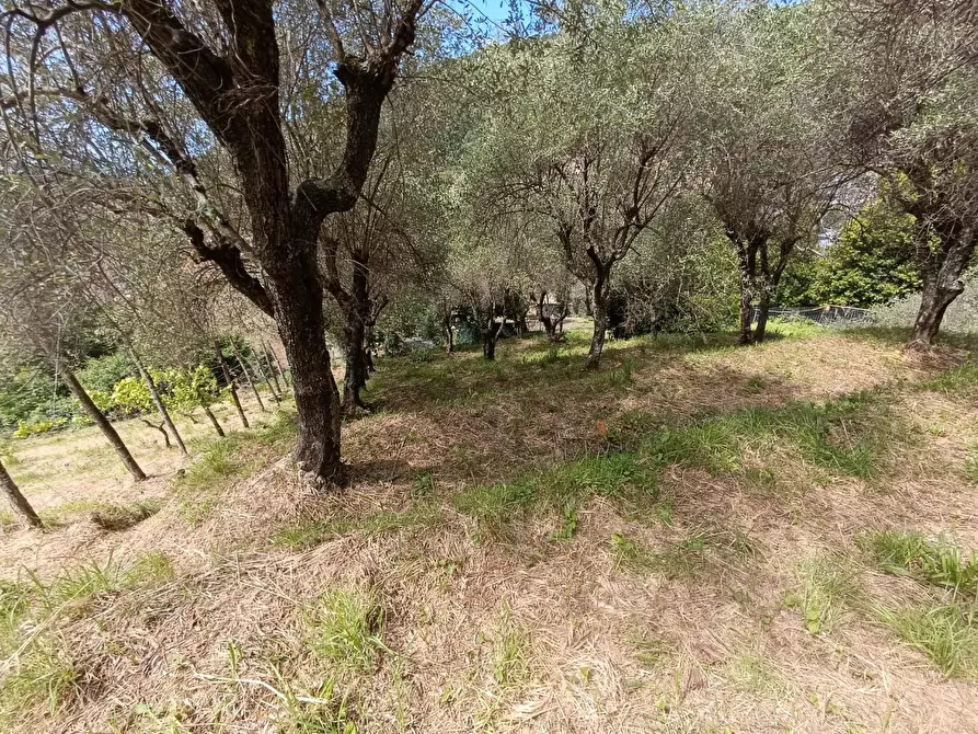 Immagine 2 di Terreno agricolo in vendita  a Carrara