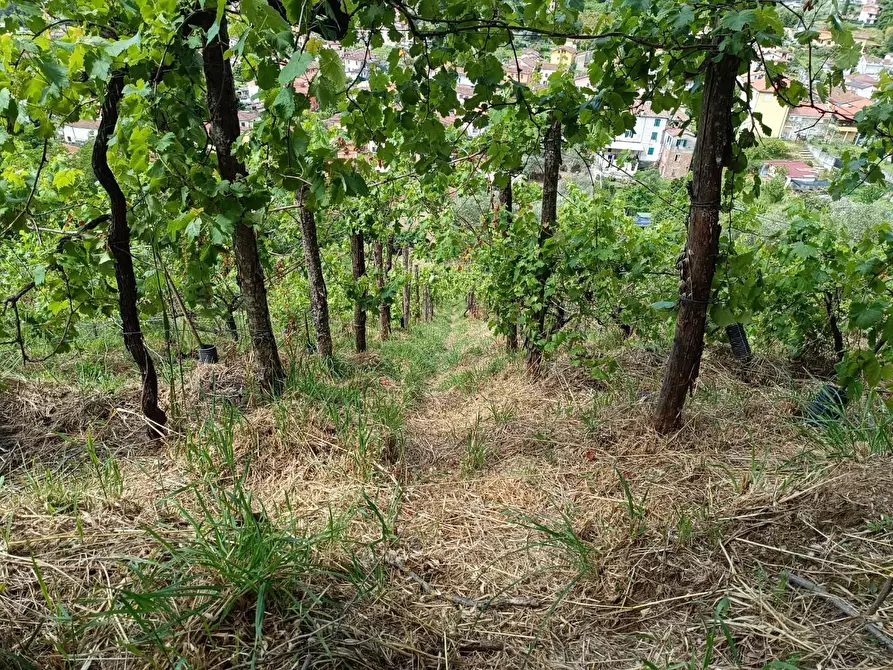 Immagine 16 di Terreno agricolo in vendita  a Carrara