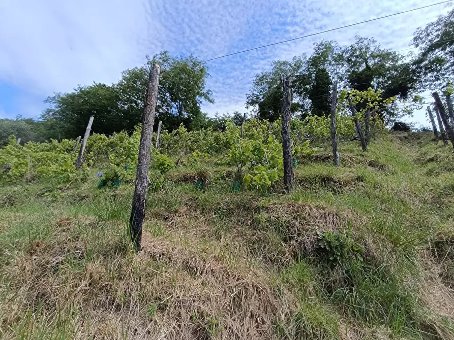 Immagine 19 di Terreno agricolo in vendita  a Carrara