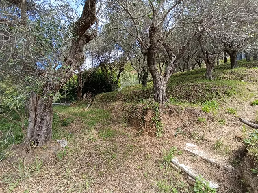 Immagine 33 di Terreno agricolo in vendita  a Carrara
