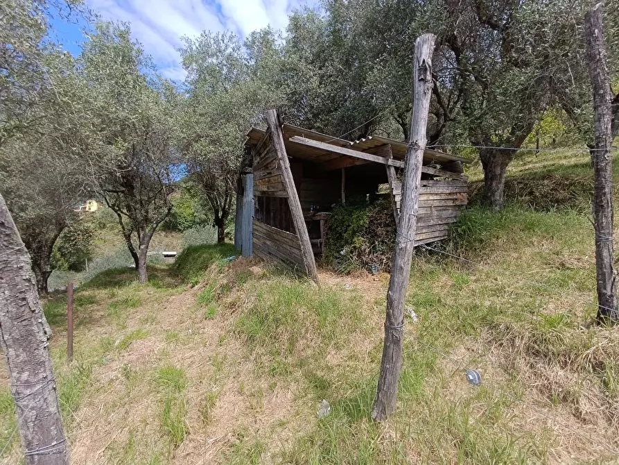 Immagine 5 di Terreno agricolo in vendita  a Carrara