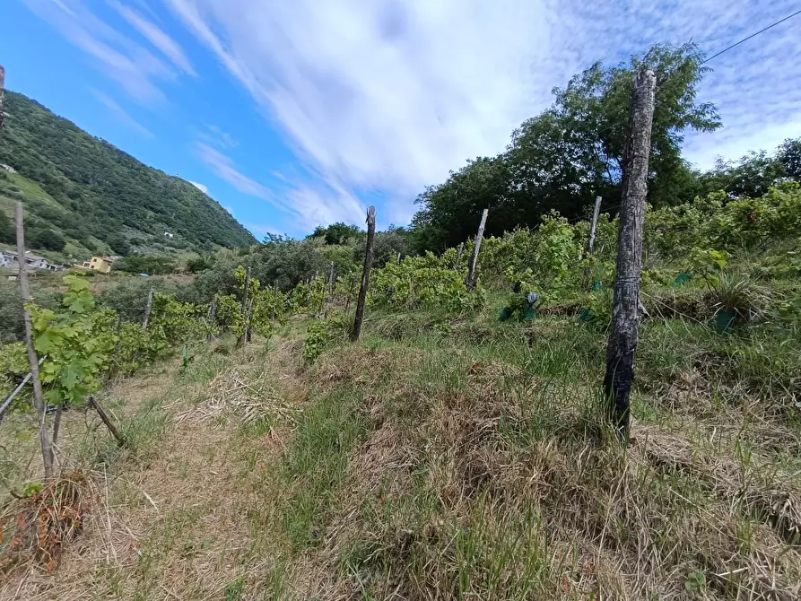 Immagine 20 di Terreno agricolo in vendita  a Carrara