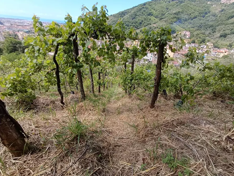 Immagine 21 di Terreno agricolo in vendita  a Carrara