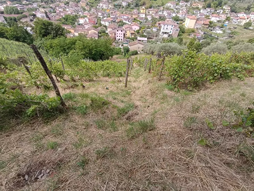 Immagine 22 di Terreno agricolo in vendita  a Carrara