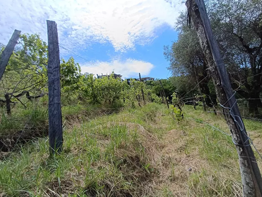 Immagine 11 di Terreno agricolo in vendita  a Carrara