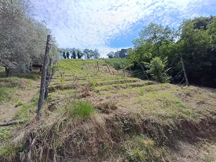 Immagine 34 di Terreno agricolo in vendita  a Carrara