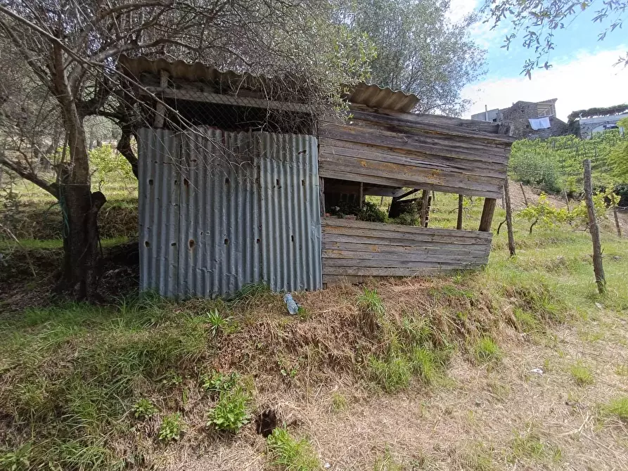 Immagine 6 di Terreno agricolo in vendita  a Carrara
