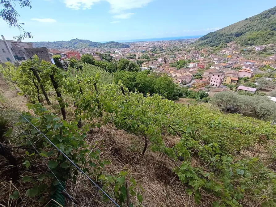 Immagine 15 di Terreno agricolo in vendita  a Carrara