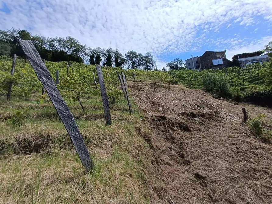 Immagine 35 di Terreno agricolo in vendita  a Carrara