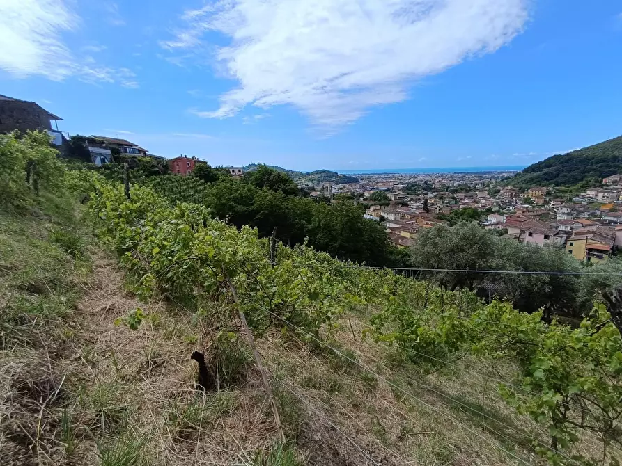 Immagine 12 di Terreno agricolo in vendita  a Carrara