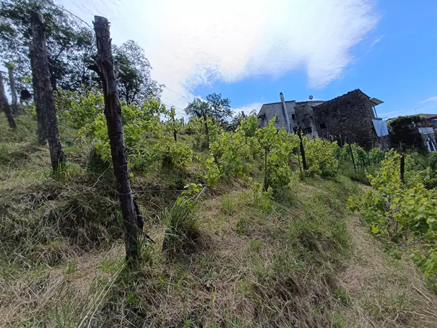 Immagine 18 di Terreno agricolo in vendita  a Carrara