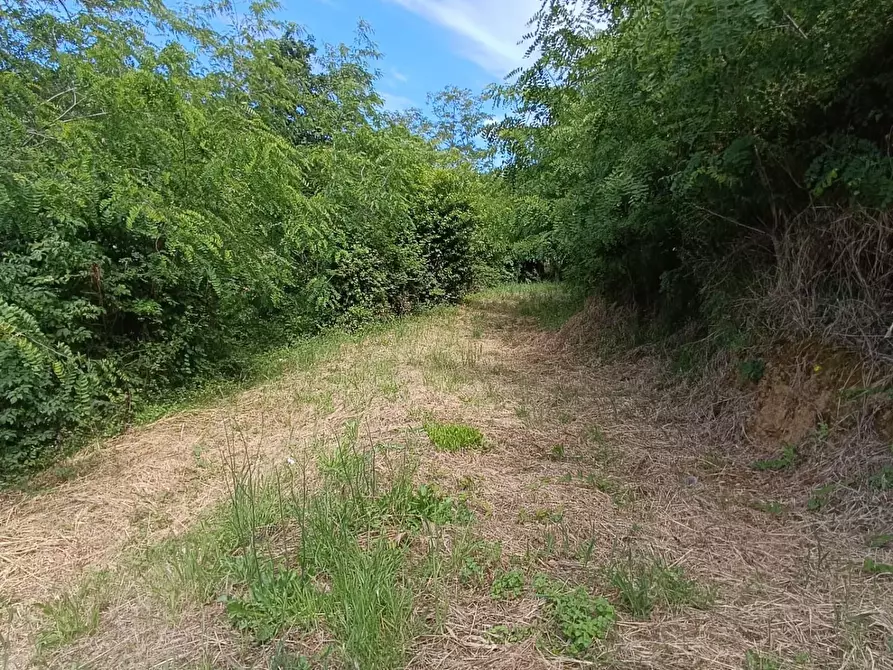 Immagine 25 di Terreno agricolo in vendita  a Carrara