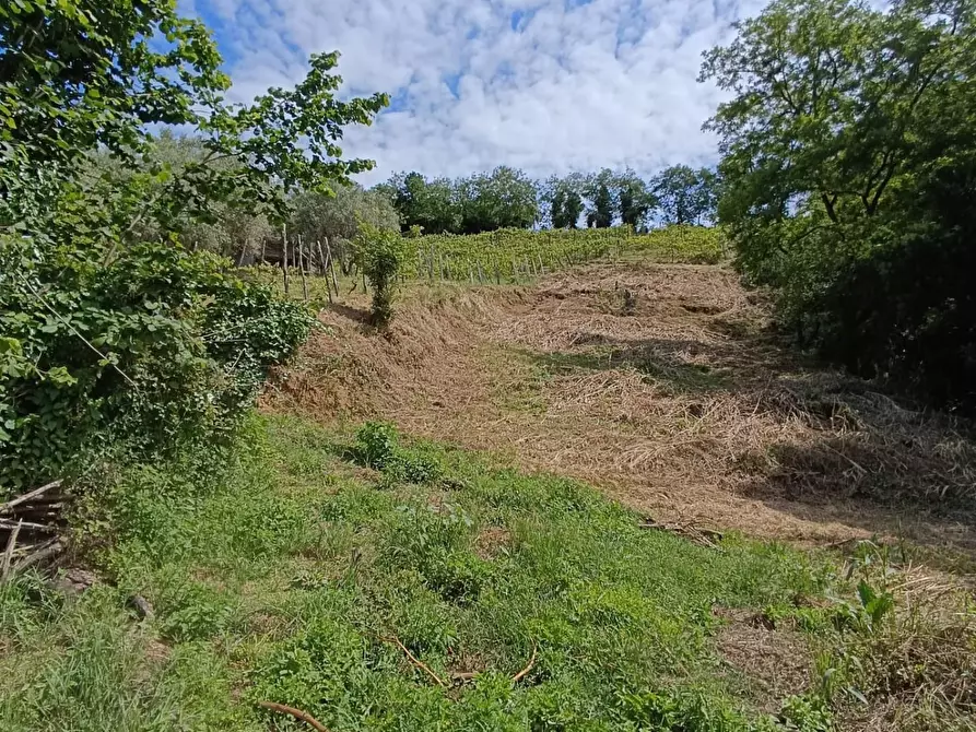 Immagine 31 di Terreno agricolo in vendita  a Carrara