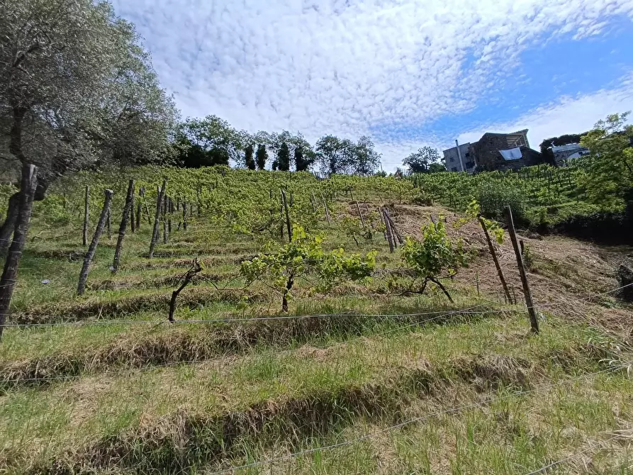 Immagine 3 di Terreno agricolo in vendita  a Carrara