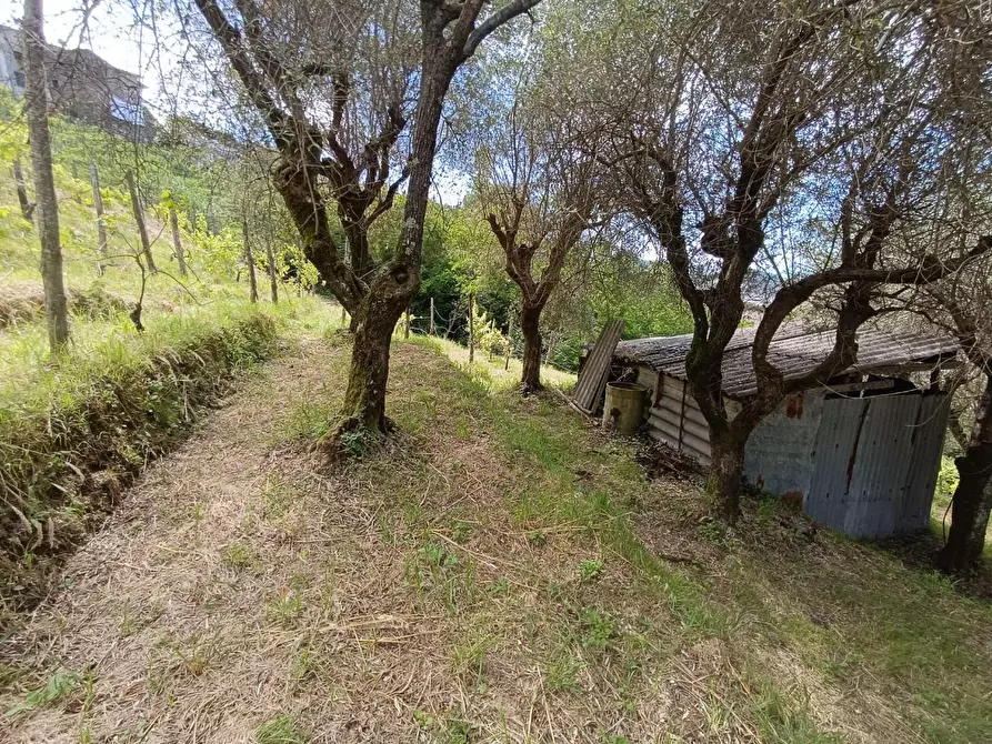 Immagine 8 di Terreno agricolo in vendita  a Carrara