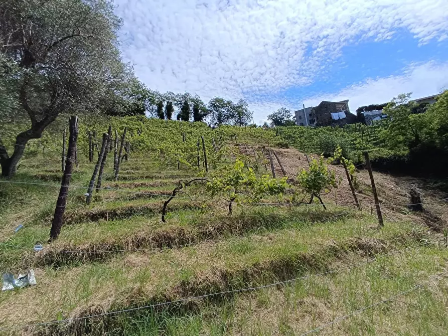 Immagine 4 di Terreno agricolo in vendita  a Carrara