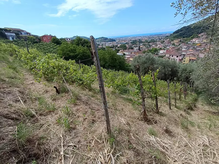 Immagine 13 di Terreno agricolo in vendita  a Carrara