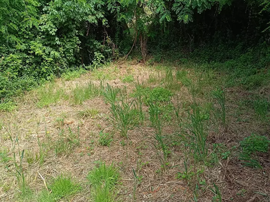 Immagine 28 di Terreno agricolo in vendita  a Carrara