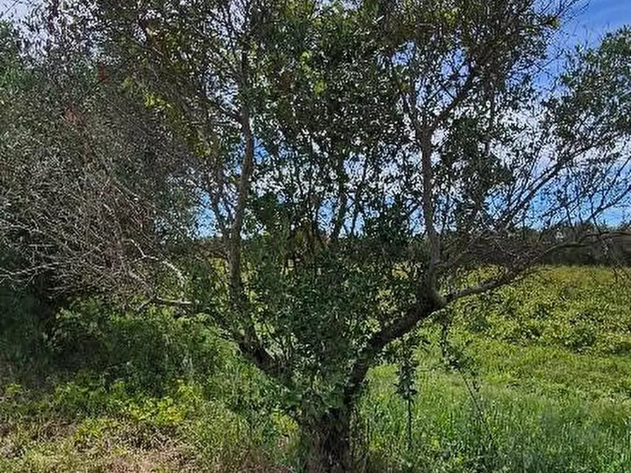 Immagine 11 di Terreno agricolo in vendita  a Cascina