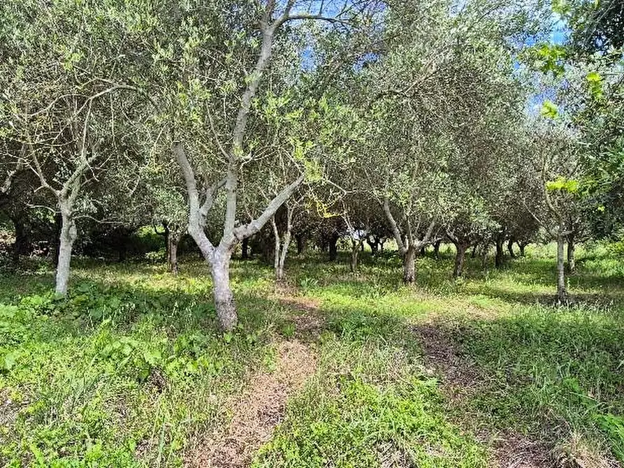 Immagine 1 di Terreno agricolo in vendita  a Cascina