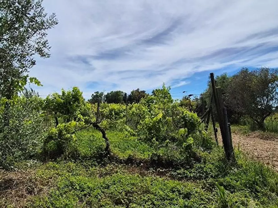 Immagine 4 di Terreno agricolo in vendita  a Cascina