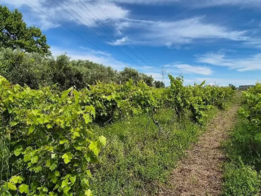 Immagine 15 di Terreno agricolo in vendita  a Cascina
