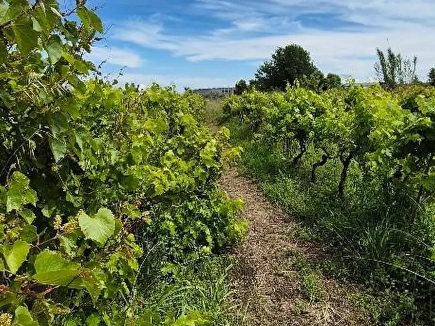 Immagine 12 di Terreno agricolo in vendita  a Cascina