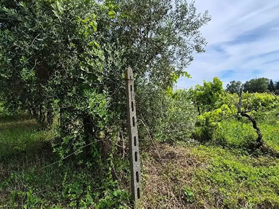 Immagine 3 di Terreno agricolo in vendita  a Cascina