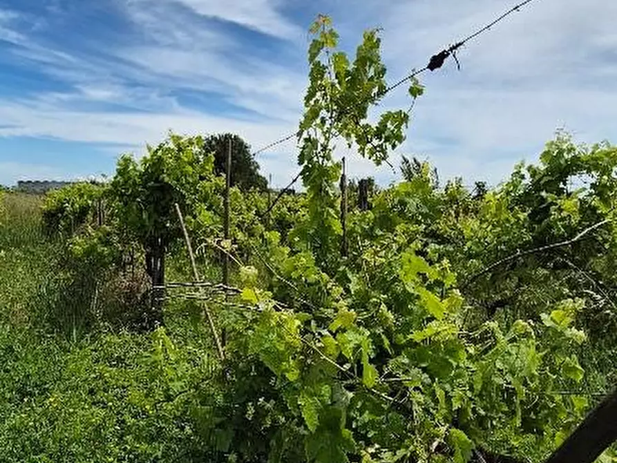 Immagine 5 di Terreno agricolo in vendita  a Cascina