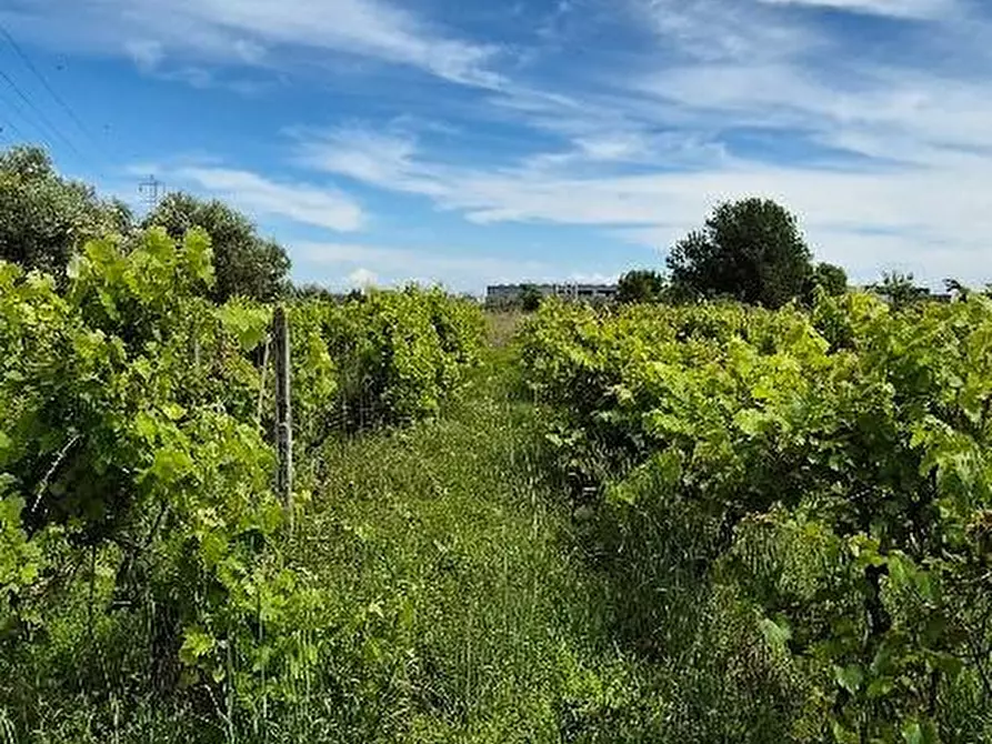Immagine 7 di Terreno agricolo in vendita  a Cascina
