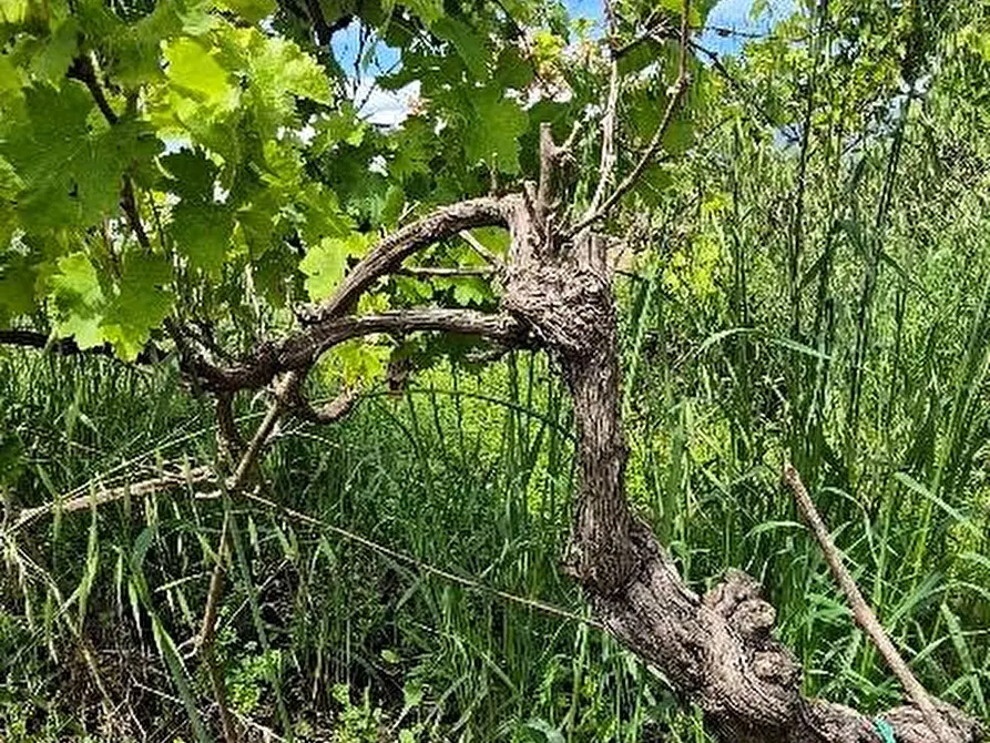 Immagine 16 di Terreno agricolo in vendita  a Cascina
