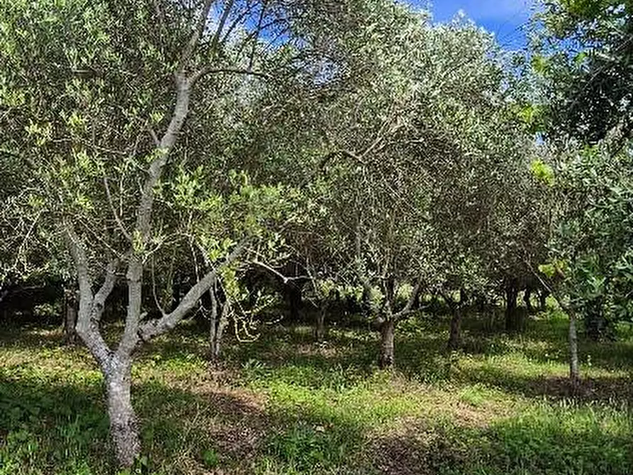 Immagine 2 di Terreno agricolo in vendita  a Cascina