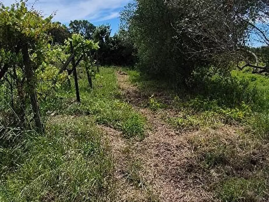 Immagine 9 di Terreno agricolo in vendita  a Cascina