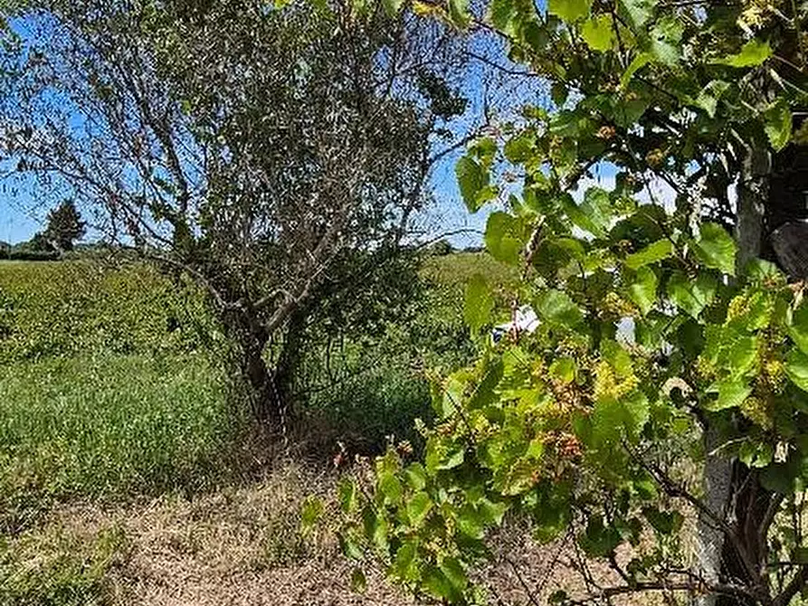 Immagine 17 di Terreno agricolo in vendita  a Cascina