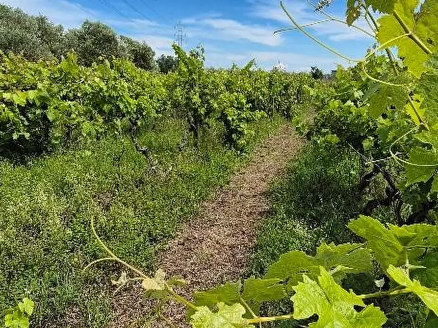 Immagine 14 di Terreno agricolo in vendita  a Cascina