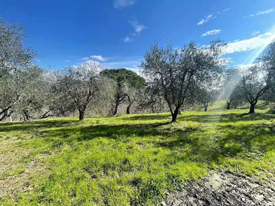 Immagine 11 di Casa indipendente in vendita  a Palaia