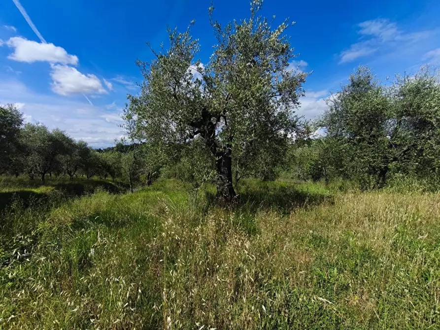 Immagine 6 di Casa indipendente in vendita  a Palaia