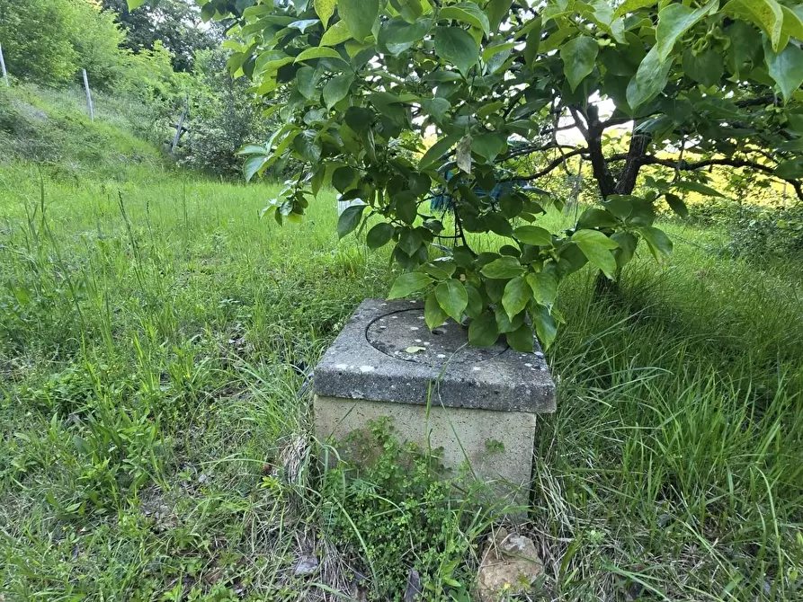 Immagine 6 di Terreno agricolo in vendita  a Poggibonsi