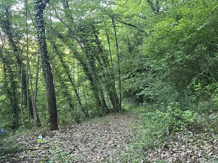Immagine 13 di Terreno agricolo in vendita  a Poggibonsi