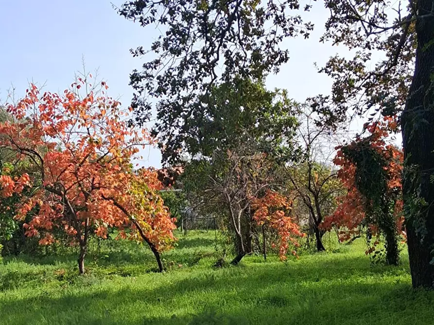 Immagine 56 di Rustico / casale in vendita  a Santa Marina