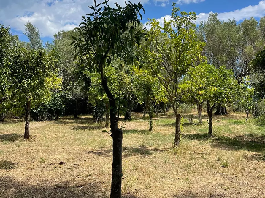 Immagine 54 di Rustico / casale in vendita  a Santa Marina