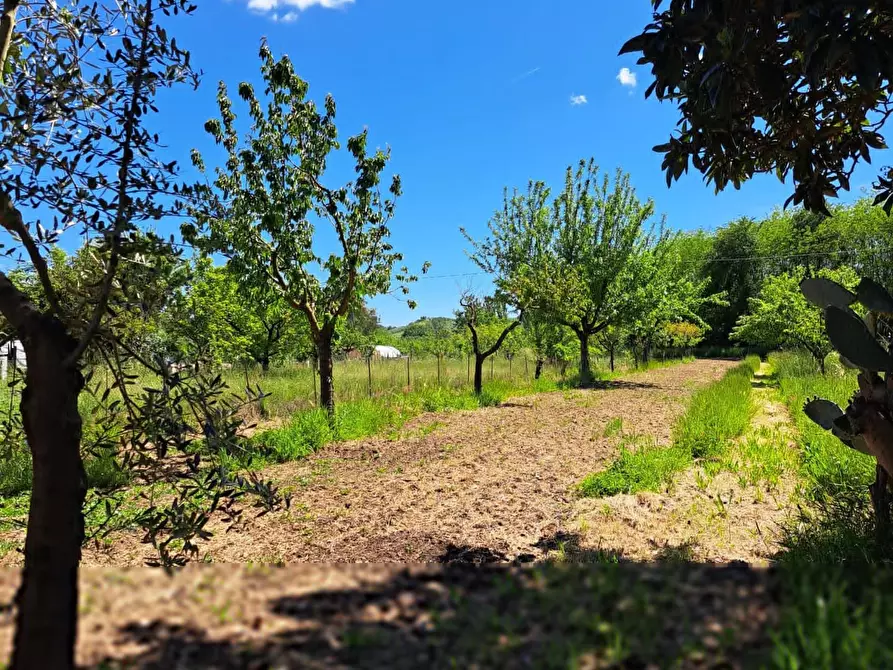 Immagine 2 di Terreno agricolo in vendita  a Casciana Terme Lari